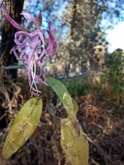 Anisacanthus puberulus