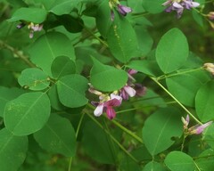 Lespedeza bicolor