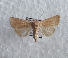 Denticucullus pygmina