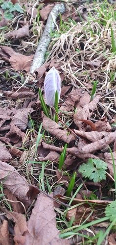 Crocus neapolitanus