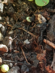 Psychodinae