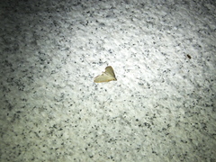 Hypsopygia