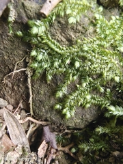 Plagiothecium denticulatum