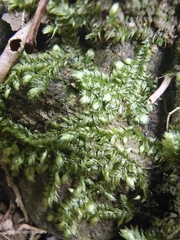 Plagiothecium denticulatum