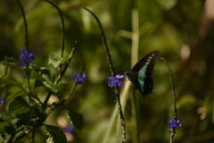 Graphium teredon