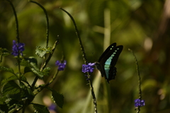 Graphium teredon