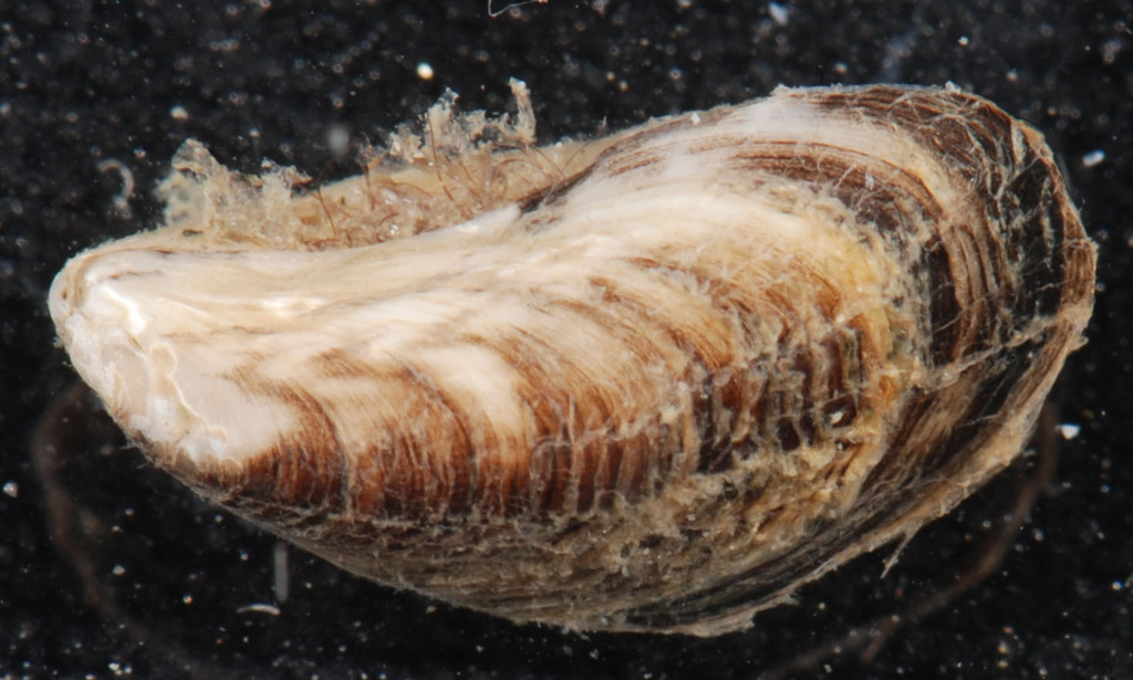 Dark False Mussel