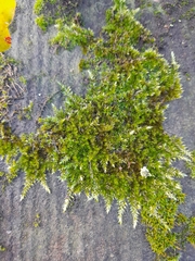 Homalothecium sericeum