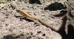 Holcosus undulatus stuarti