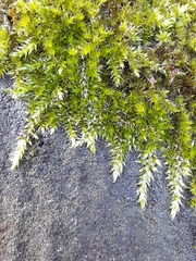 Homalothecium sericeum