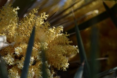 Trithrinax campestris