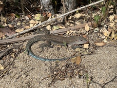 Pholidoscelis exsul