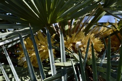 Trithrinax campestris