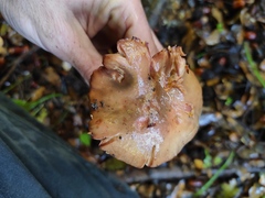 Chroogomphus rutilus