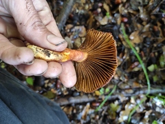 Chroogomphus rutilus