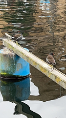 Gallinula chloropus