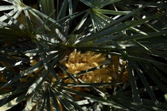 Trithrinax campestris