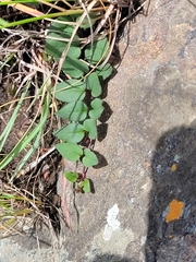 Brachystelma swazicum