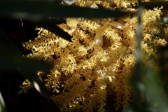 Trithrinax campestris