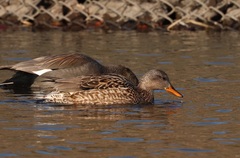 Mareca strepera strepera