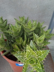 Aloe juvenna