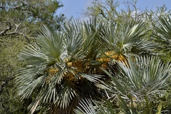Trithrinax campestris