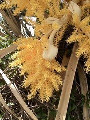 Trithrinax campestris