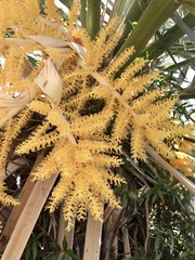 Trithrinax campestris