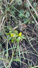 Eranthis hyemalis