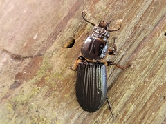 Passalus