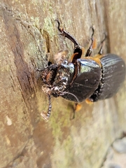 Passalus