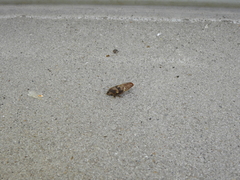 Cephisus siccifolius