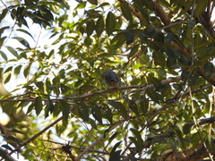 Thraupis sayaca