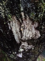 Thelotrema