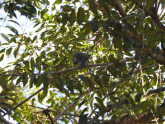 Thraupis sayaca