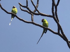 Psittacula cyanocephala