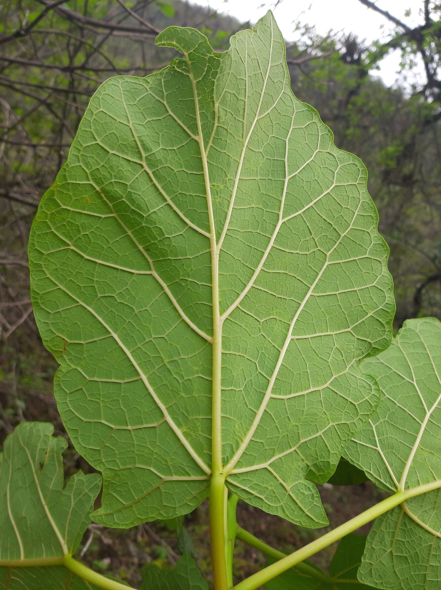 Carica aprica V.M.Badillo
