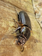 Passalus