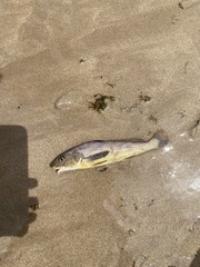 Menticirrhus