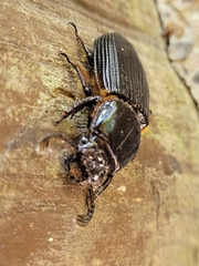 Passalus