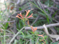 Dicliptera squarrosa