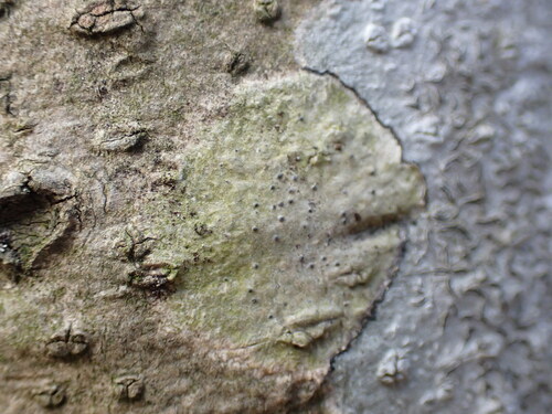 Pyrenula pseudobufonia