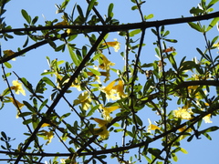 Tabebuia nodosa