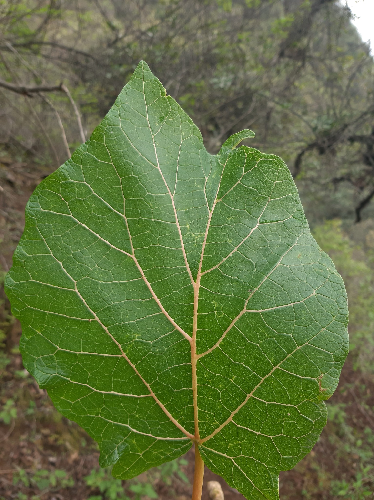 Carica aprica V.M.Badillo 2