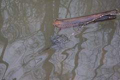 Lithobates sylvaticus