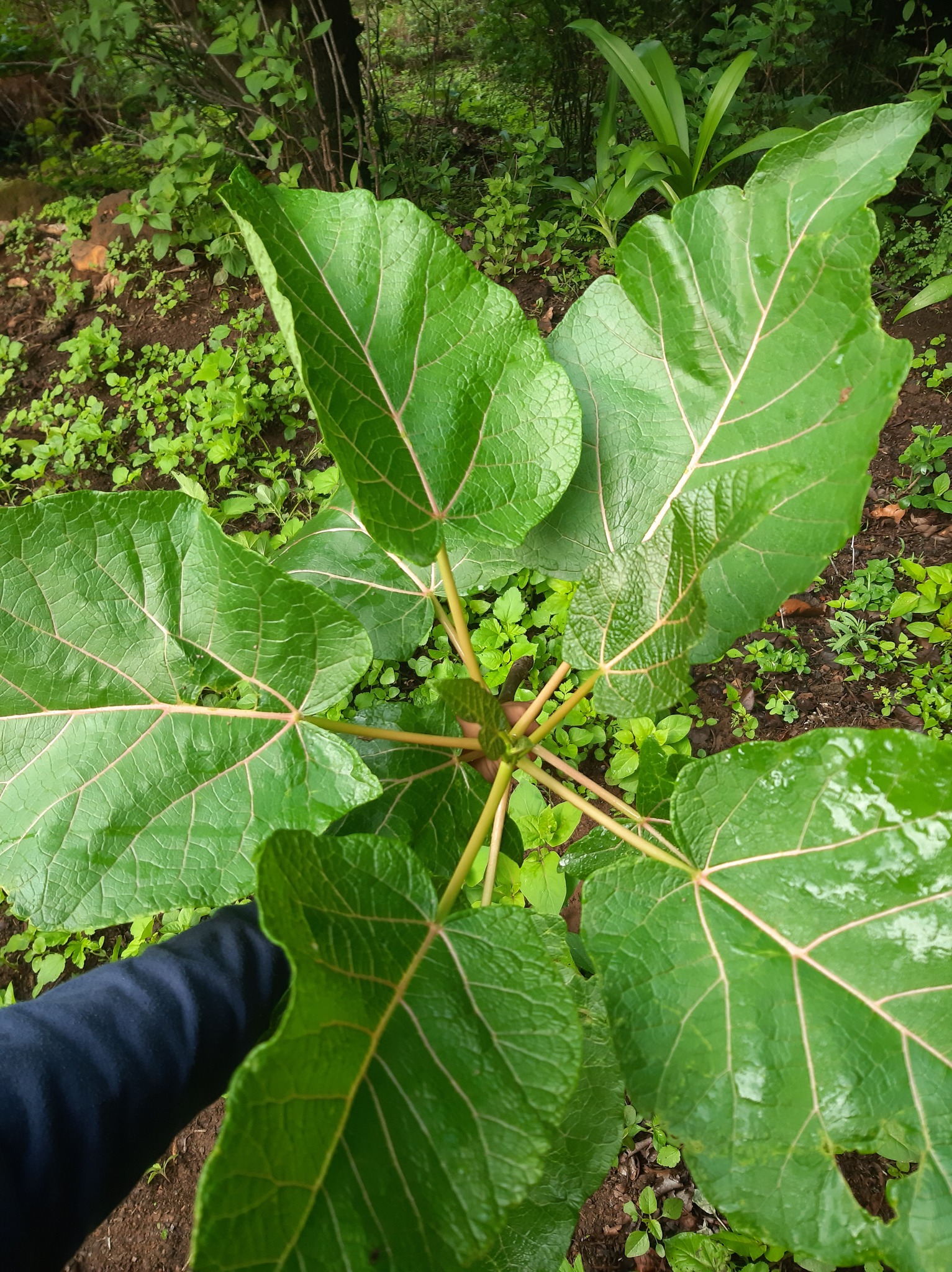Carica aprica V.M.Badillo 3