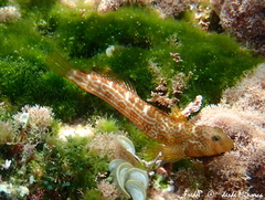 Microlipophrys canevae