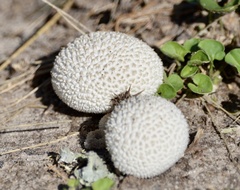 Lycoperdon marginatum