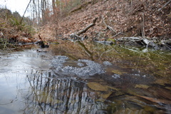 Lithobates sylvaticus