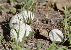 Lycoperdon marginatum